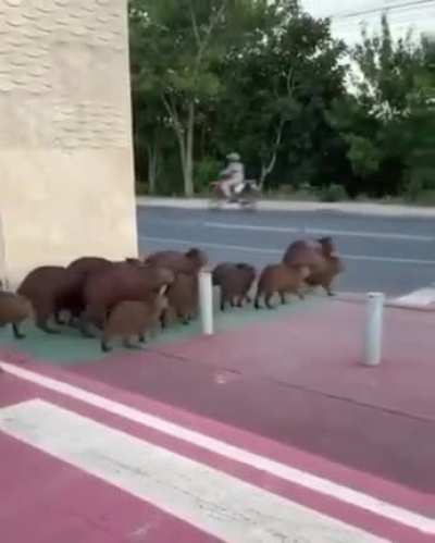 🔥 Capybaras waiting for the traffic, then crossing the road in Brazil