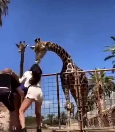 Giraffe