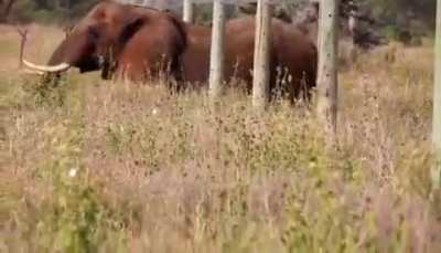 Elephant uses "stealth mode" to foil anti-elephant fence