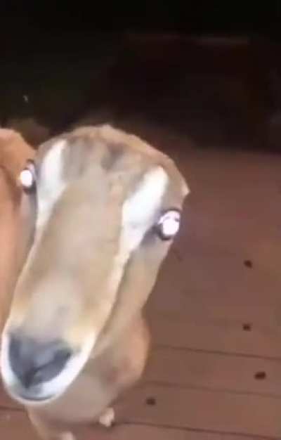 Animal that can knock on your door in the middle of the night