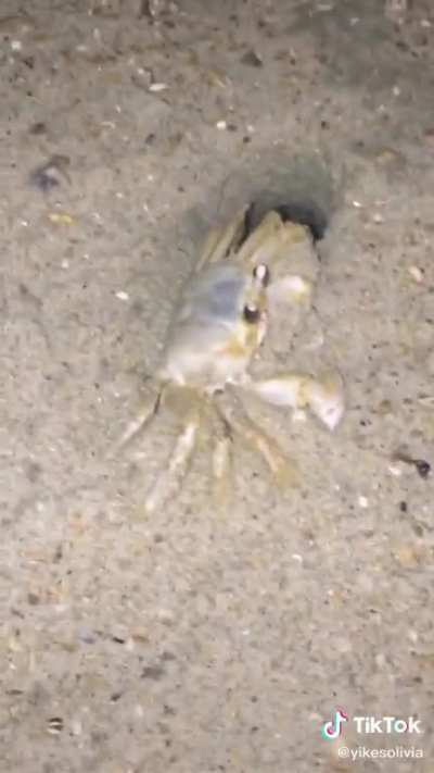 Don&rsquo;t mess with crabs