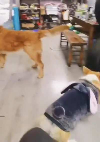 Dog Fight