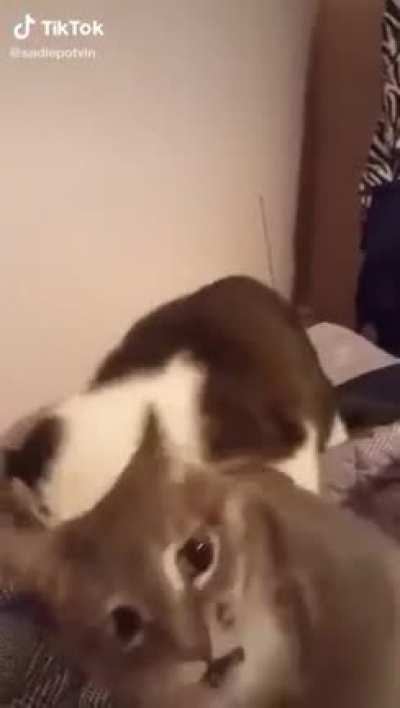 cat scream
