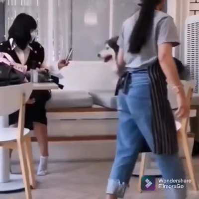 to catch the doge