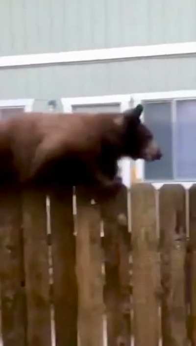 That&rsquo;s a really big squirrel