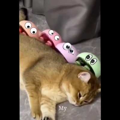 Purrfection