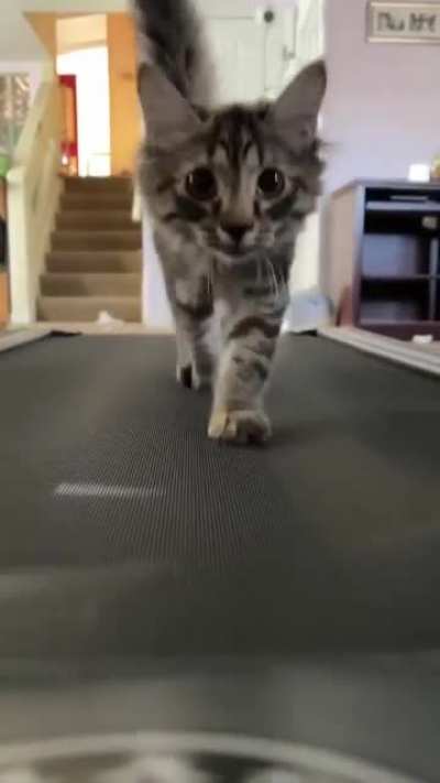 Smol tippy tappies