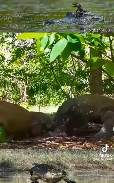 Komodo dragon eats baby deer straight out of the mother while giving birth