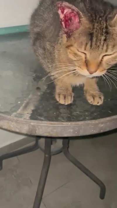 A stray came to my colony and wouldn&rsquo;t leave. He was asking for help. He has a large, infected tumor in his ear and needs surgery to survive. His operation is scheduled for next week. Please help us save him and give him a a chance at a good life 🙏🏻
