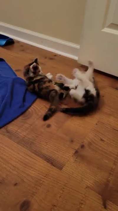 Sibling Rivalry...