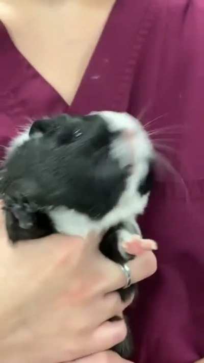 Super Saiyan Guinea Pig