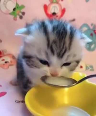 Un gatito :)