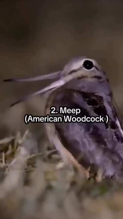 Aweboo, Meep, Aaah!
