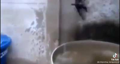 Gato pendejo xd