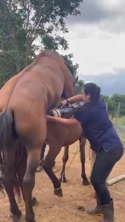 Horse Semen (sperm) Collection
