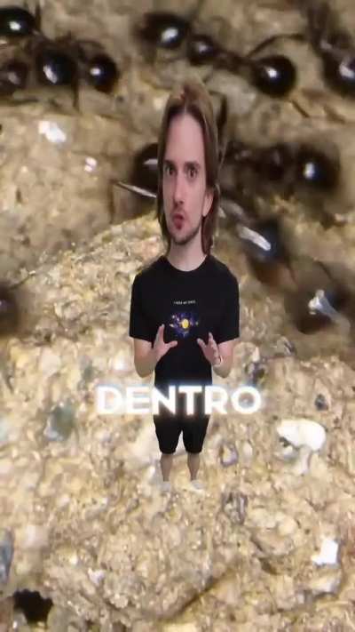 &Oacute;bvio todo dia