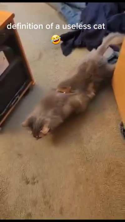 Meet Grover worst cat Ever