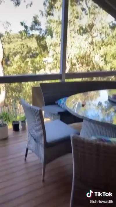 Finding out whether kookaburras like pasta