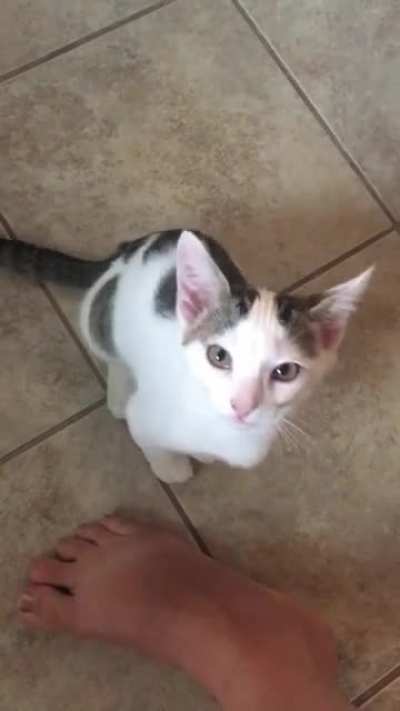 Vanilla only thinks I go into the kitchen to feed her.