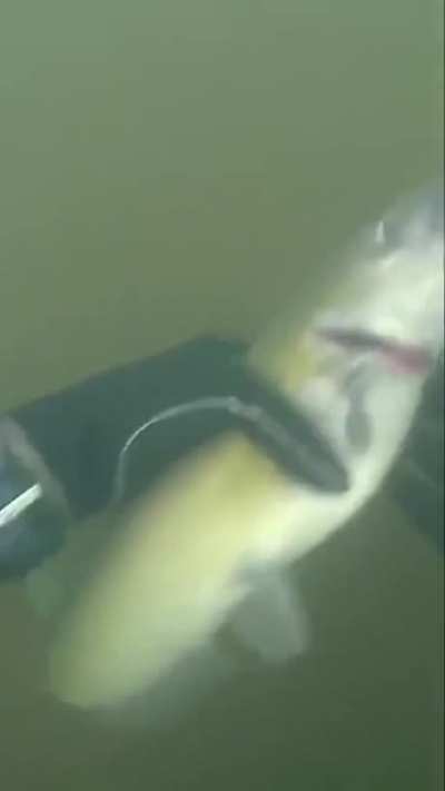 Guy is unhooking fish under water