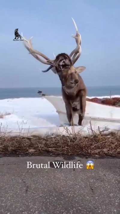 A buck interlocked with another bucks horns attached to the upper half of a skull