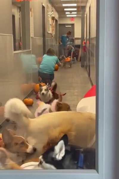 Doggy Daycare Halloween Costume Party