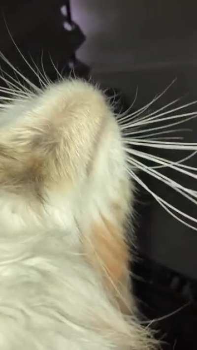 My girl Jasmine has some firecracker firework whiskers!