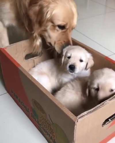 see to the end😂😂🤣🤣