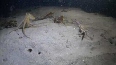 A small octopus was just about to capture a crab until....
