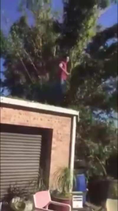 Man vs tree