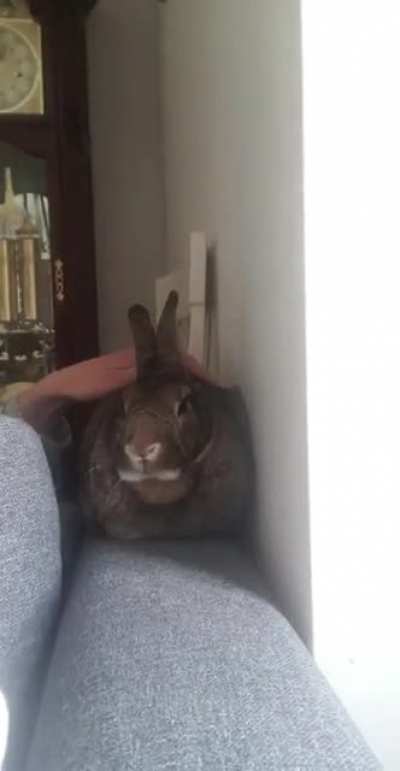 🐇&amp;gt;🍞 in one stroke