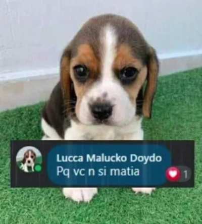 doguinho