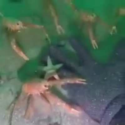 crab