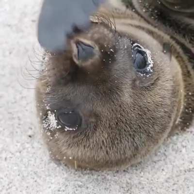 The Galapagos Sea Lion's loud bark, graceful agility in water, and playful nature make them the "welcoming party" of the Galapagos islands.