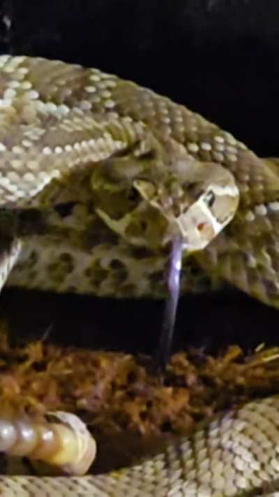 Mojave rattlesnake