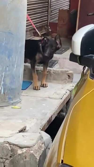 My doggo being jealous because he found me out with neighbor&rsquo;s dog😂😂
