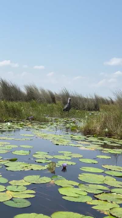 Mabamba Swamp