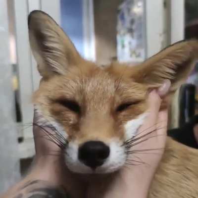 The cutest fox video I've ever seen