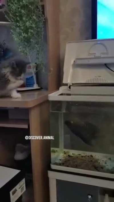 peita o pai