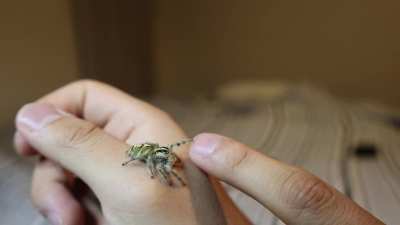 Ivana the hyllus giganteus. I love her little reaches and the high fives.