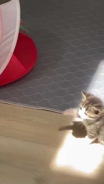 Kitten experiences a sunbeam for the first time