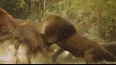 🔥 Lion's got tiger's bacc 🔥