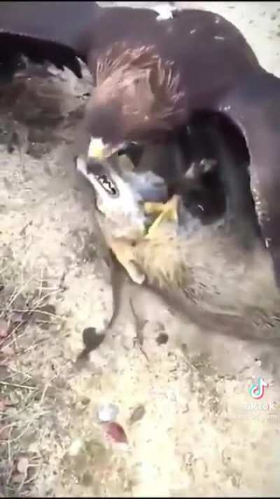 eagle attack