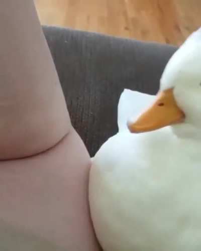 The cutest duck I&rsquo;ve ever seen!