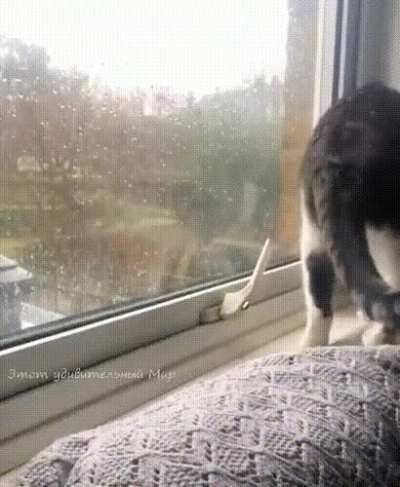 Пошел гулять