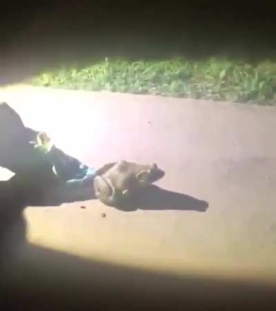 Frog attack