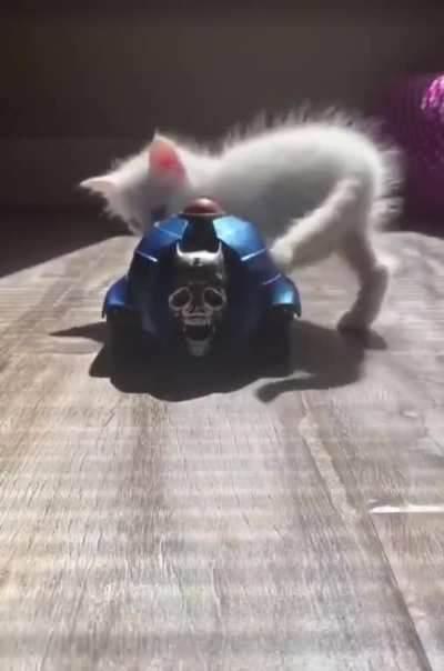 Cat go boom