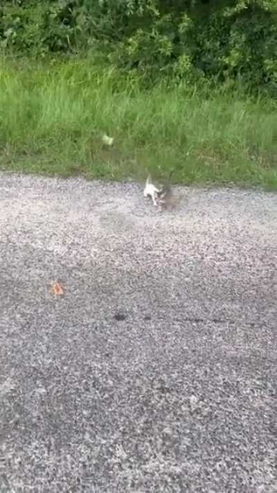mAn GeTs fUcKiNg AmBUsHeD bY a CaT arMY