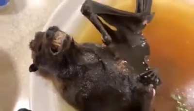 Waiter, my bat has a hard-on. I ordered it with a flaccid one