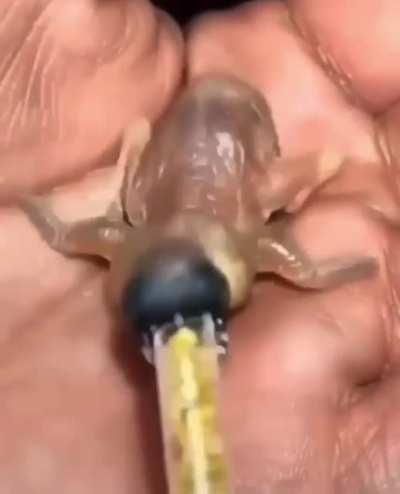 A baby Gouldian Finch. It's a bird..
